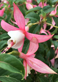 Fuchsia  'Shelford'